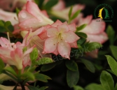 Azalia japońska 'Peggy Ann'